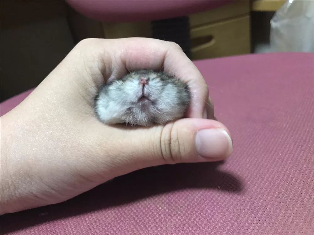 日推网友鼠年仓鼠腮帮子大赛，满屏圆滚滚毛茸茸敲可爱