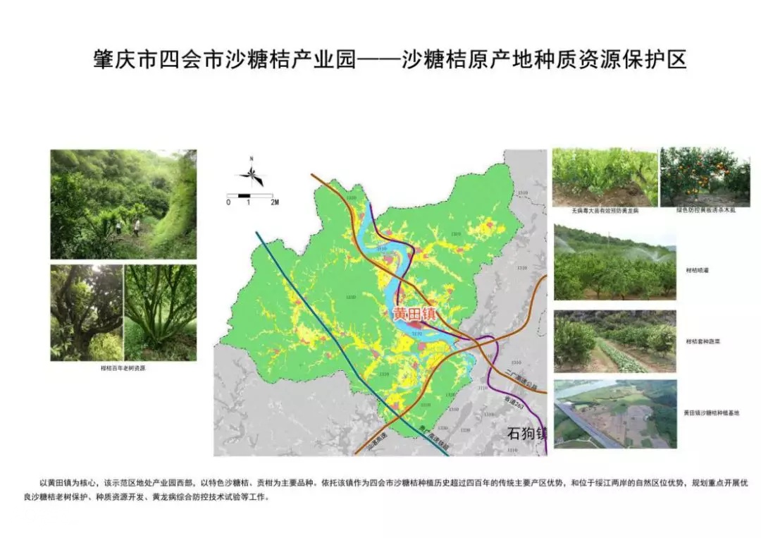 四会仓丰沙糖桔批发价格,四会哪里的沙糖桔比较好