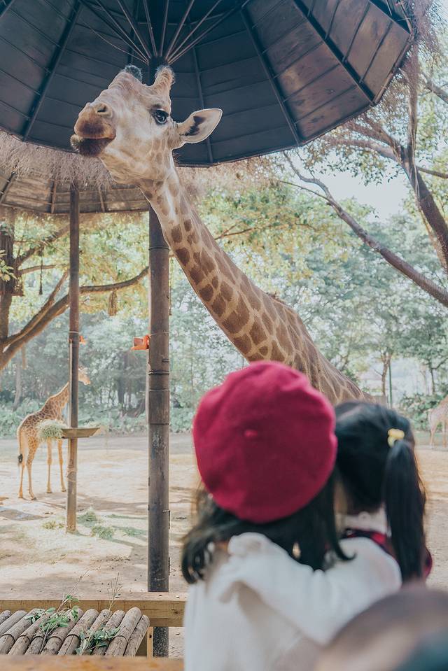 广州长隆野生动物世界旅游攻略,暖冬长隆3天2晚