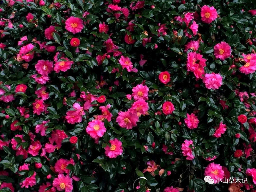 冬天里最美的茶梅,冬日里的茶梅