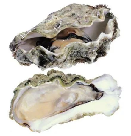 科普爱吃海鲜小心这些致病菌,紧急提醒海鲜毒素