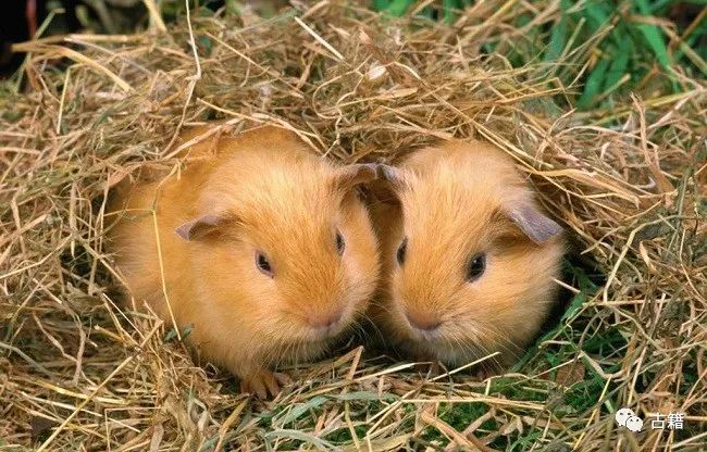 鼠年春晚说鼠,央视科普鼠年说鼠