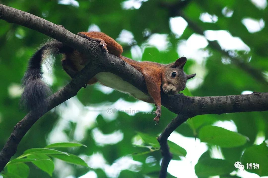 千万别问能好怎，松鼠只负责可爱