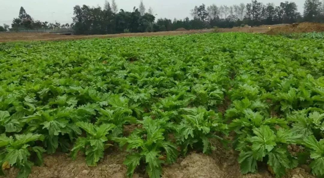 1块1斤！10块1袋！新津这支蔬菜“帮销队”你要加入吗？