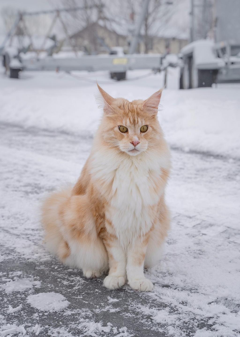 罗弗敦群岛旅行攻略,罗弗敦群岛游记