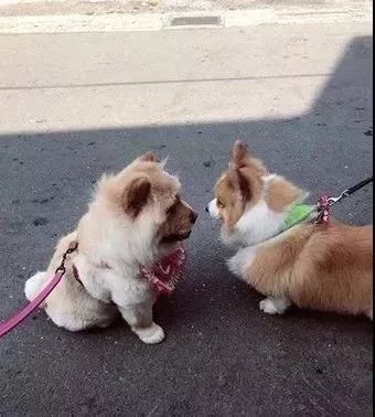 别人家的柯基vs自家的柯基,柯基加松狮是什么样的狗