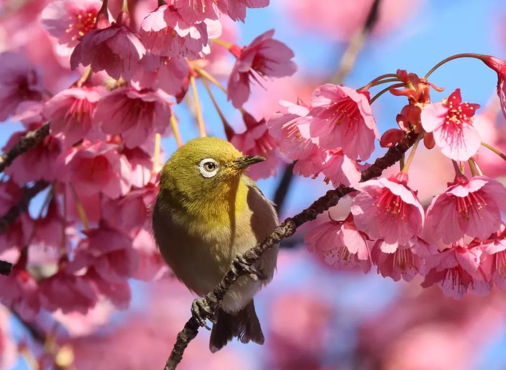 遇到诈骗电话是挂掉还是放任不管,接到诈骗电话就敲锅