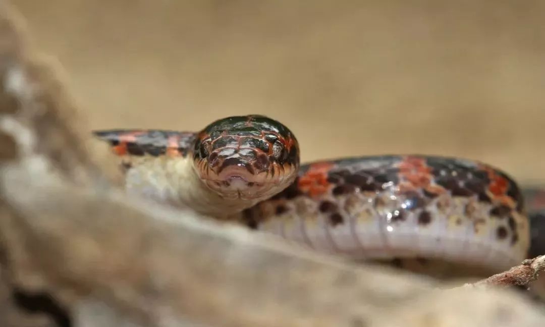 新冠阳性居住环境如何消杀,新冠肺炎环境消杀演练方案