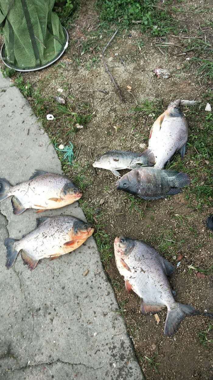 翻板钩方块饵如何钓浮,翻板钩挂两块方块饵底钓视频