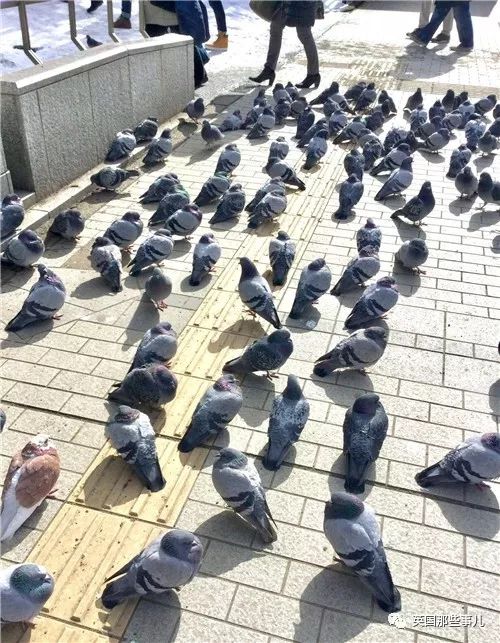 同样是冬天胖成球，凭什么鸟球就这么可爱