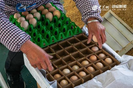 1元微力量捐款到武汉丨30枚爱心鲜鸡蛋26.8元，顺丰包邮到家