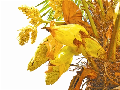 家有千颗棕,家有千棵棕子孙不受穷