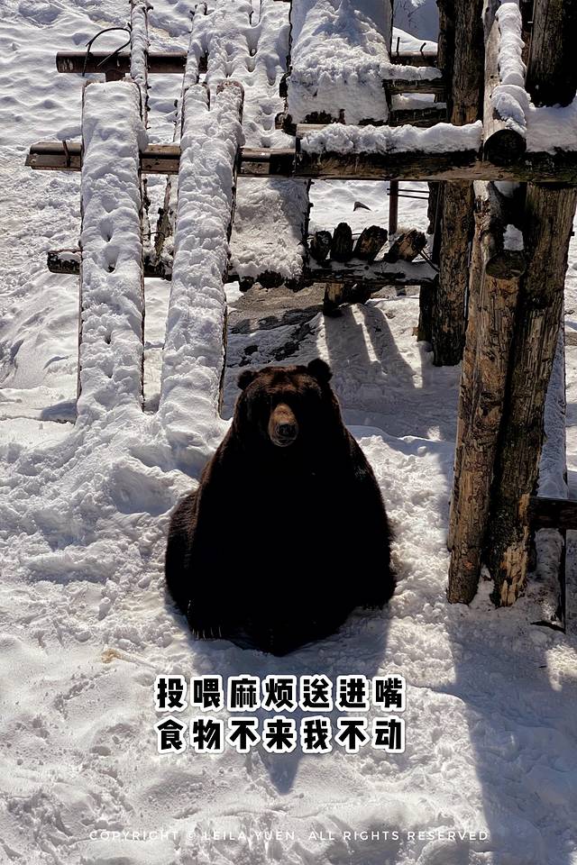 日本购买新冠口罩,去日本买口罩的便宜吗