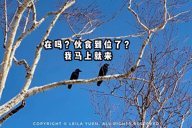 现在去日本买口罩,去日本买口罩日购