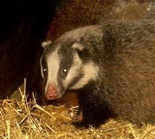 盘点被吃灭绝的动物,被吃最惨的外来物种