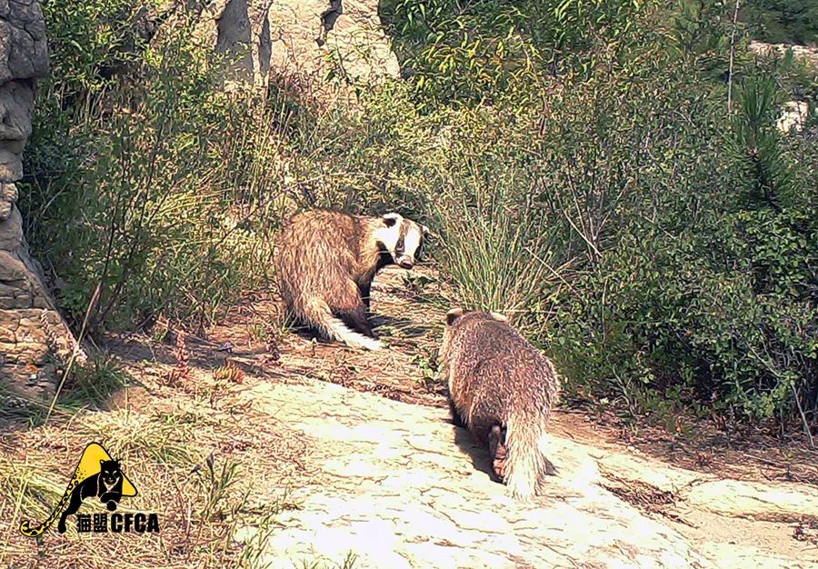 盘点被吃灭绝的动物,被吃最惨的外来物种