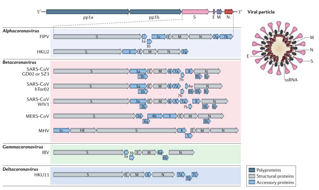 新型冠状病毒心电图,感染冠状病毒后会出现哪些症状