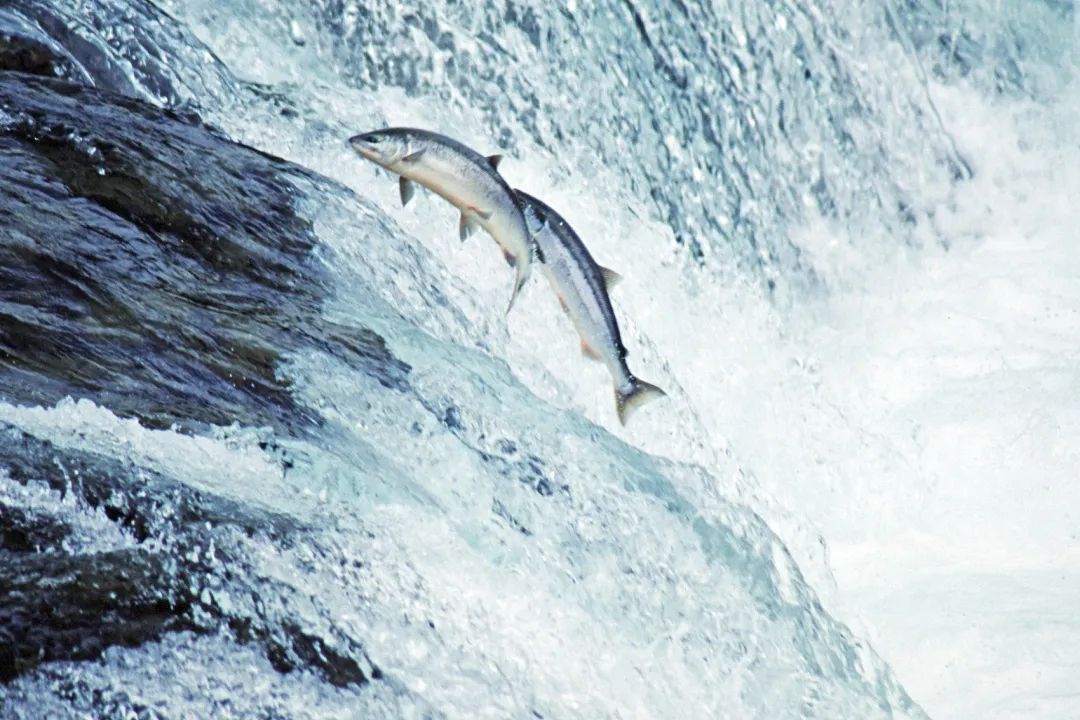 鳜鲥鳎鲉鲬鲿鳢鲷䲟鳓鳑鲏鲯鳅鳗鲡，你都认识吗？