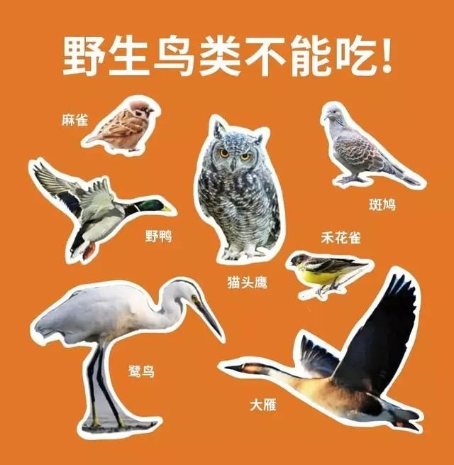 到底什么算是“野味”？