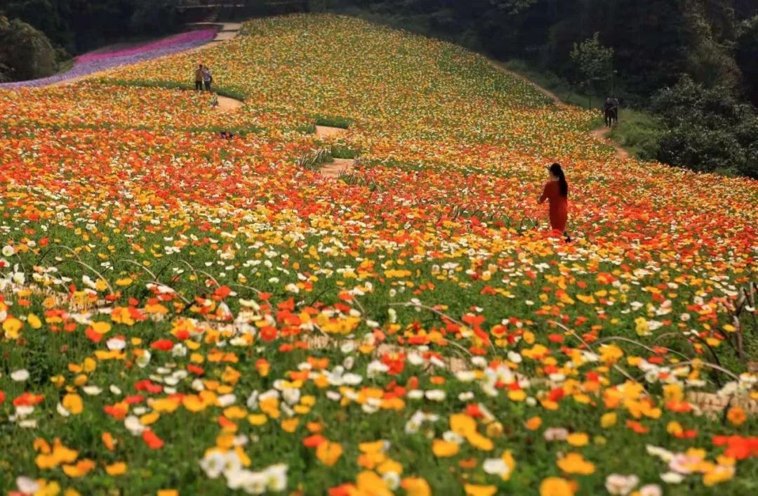 石象湖2022年51节开放了吗,石象湖景区免票