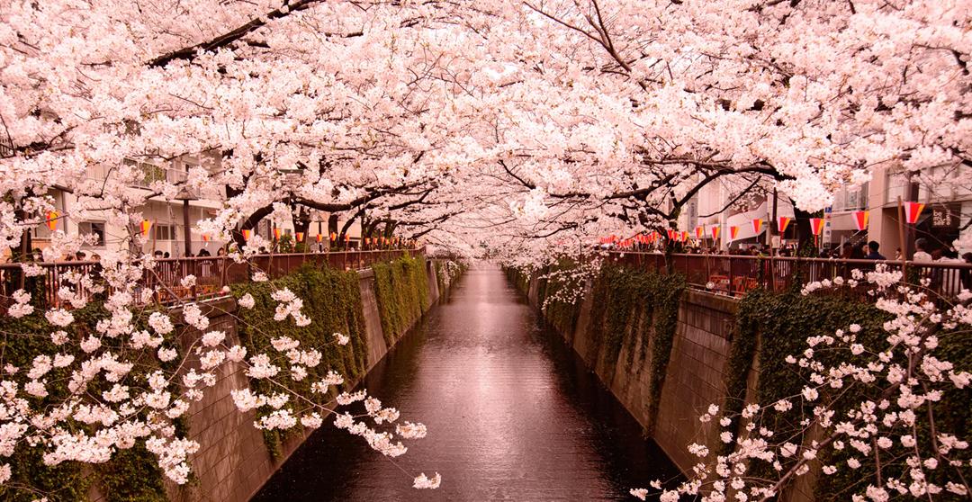 樱花纷飞的时候图片,樱花纷飞时的校园