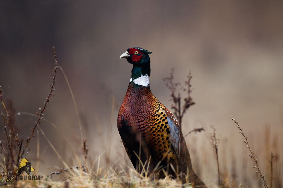鸡鸡鸡鸡，野生的不能吃吗？是的