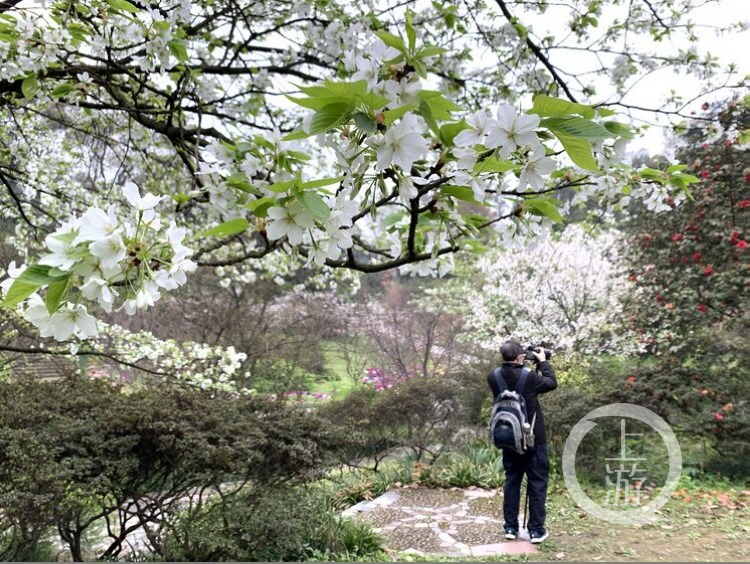 南山植物园现在还有什么,南山植物园花盛开