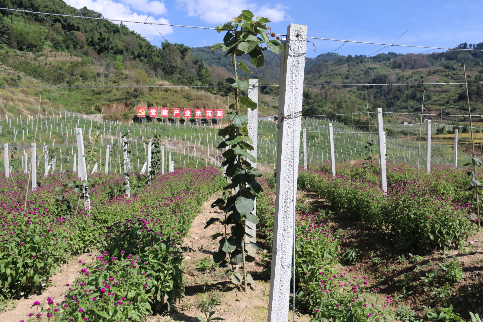 守好米袋子，提稳菜篮，保山腾冲防“疫”春耕两不误