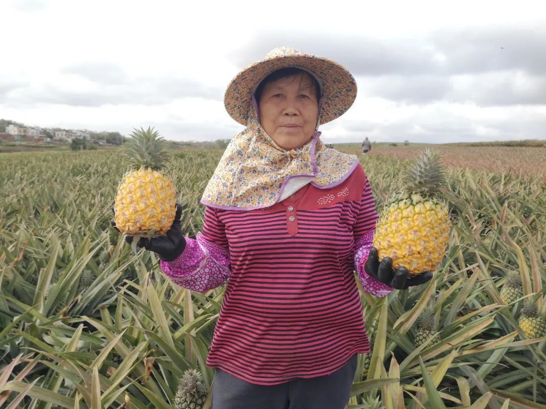 战疫助农在行动努力卖枇杷,战疫助农安徽省贫困县优质农产品