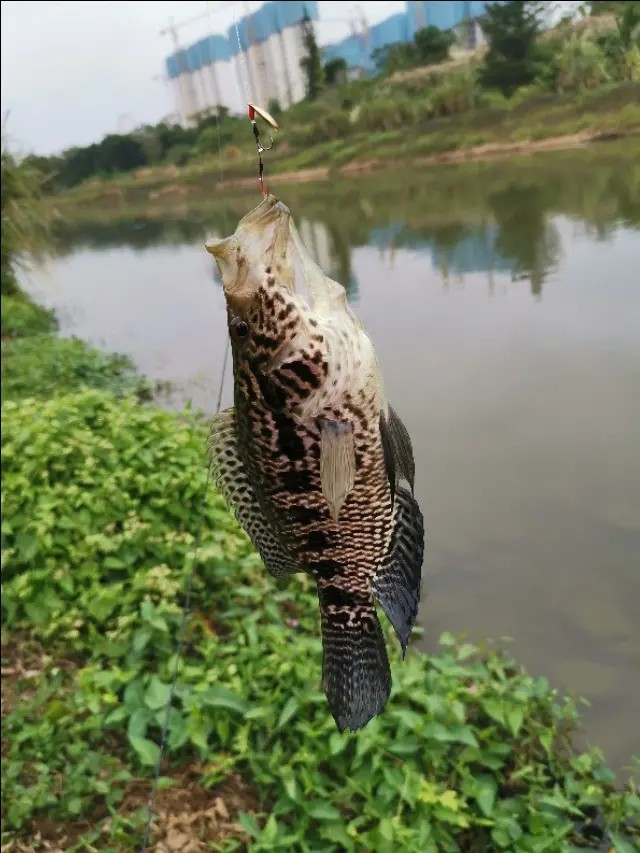 路亚一步到位还是循序渐进好,摸索反思