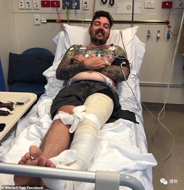 蓝环章鱼为了你到底付出了什么,蓝环章鱼日常