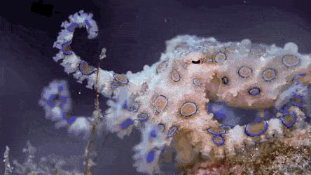 蓝环章鱼为了你到底付出了什么,蓝环章鱼日常