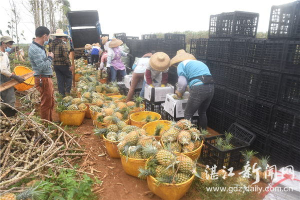 徐闻党建活动,徐闻党建招牌