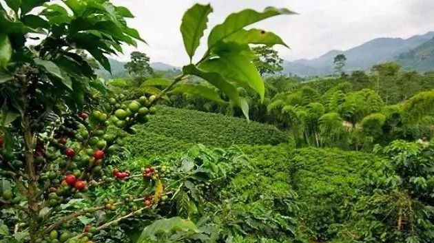 哥斯达黎加中央山谷咖啡,哥斯达黎加塔拉珠咖啡