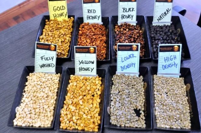 哥斯达黎加中央山谷咖啡,哥斯达黎加塔拉珠咖啡