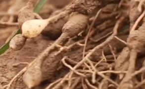 涪城麦冬与襄阳麦冬,拾柴计划