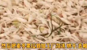 涪城麦冬与襄阳麦冬,拾柴计划