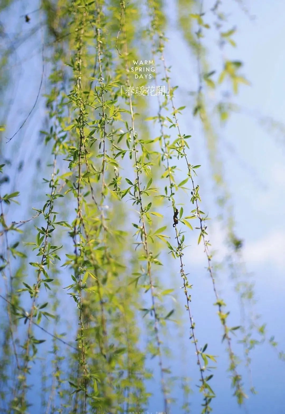成都田园风光旅游攻略,成都旅游攻略清吧