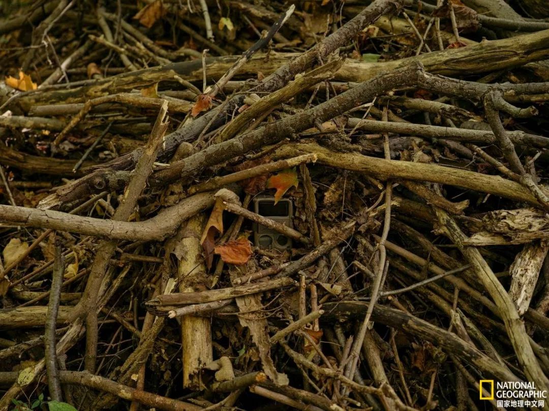 南北大战人参,人参对决