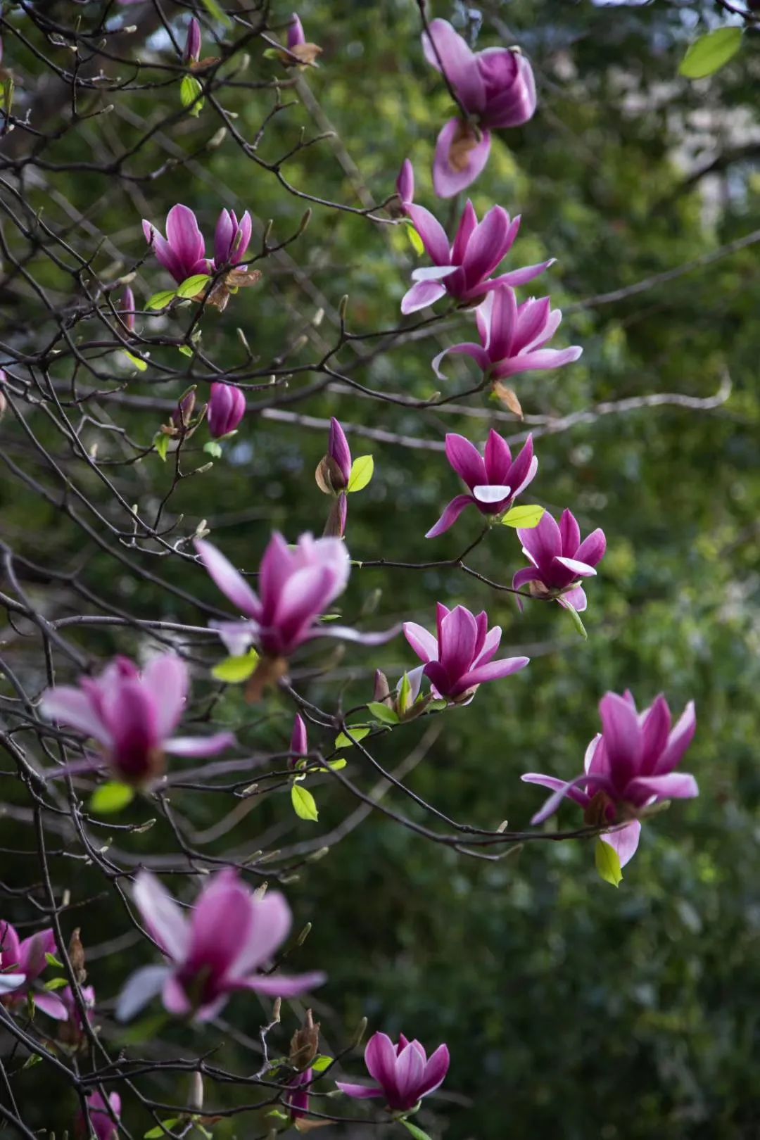 南京赏花地图请收好,江宁赏花好去处