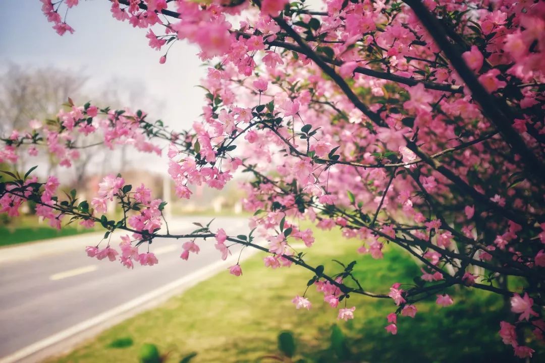 南京赏花地图请收好,江宁赏花好去处