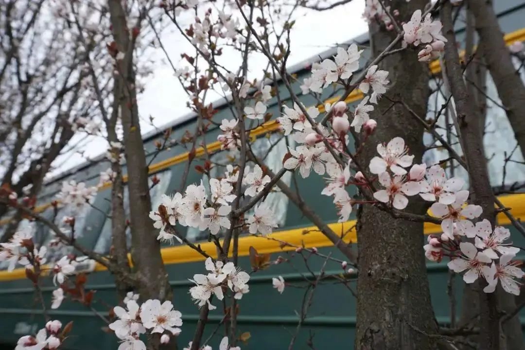 南京赏花地图请收好,江宁赏花好去处