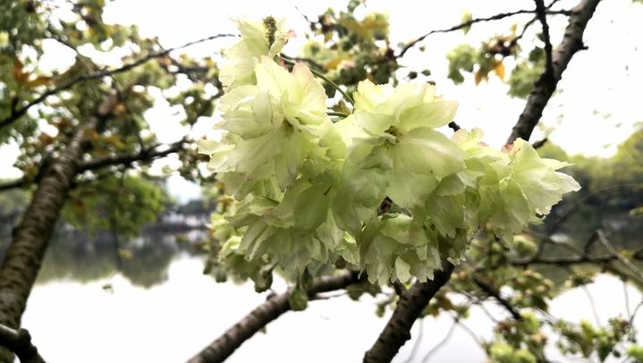 西湖三潭印月樱花,三潭印月樱花