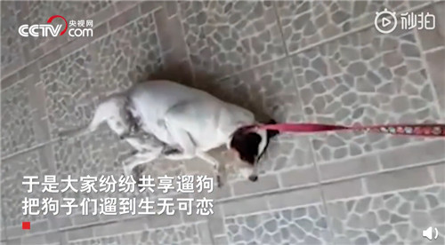 会玩！外国民众居家抗疫乐趣多：阳台办起音乐会，无人机遛狗，厕纸成了筹码