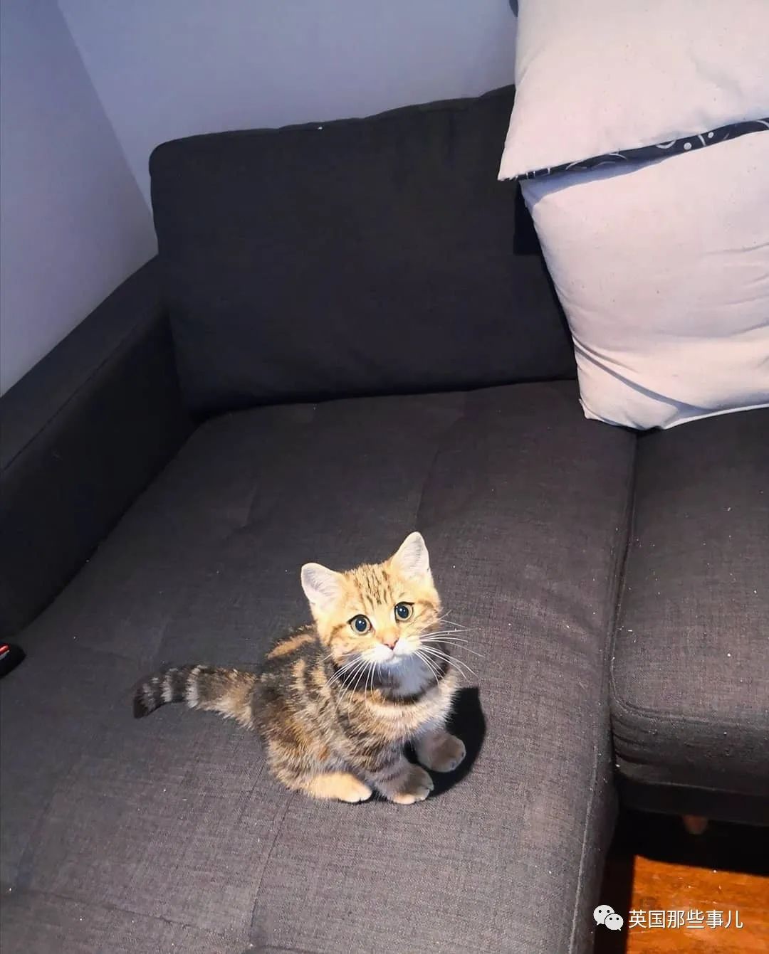 高颜值会笑的橘猫,又可爱又萌萌哒的小橘猫