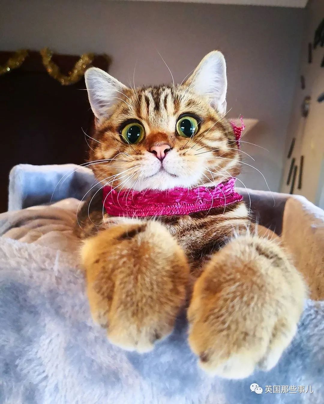 高颜值会笑的橘猫,又可爱又萌萌哒的小橘猫