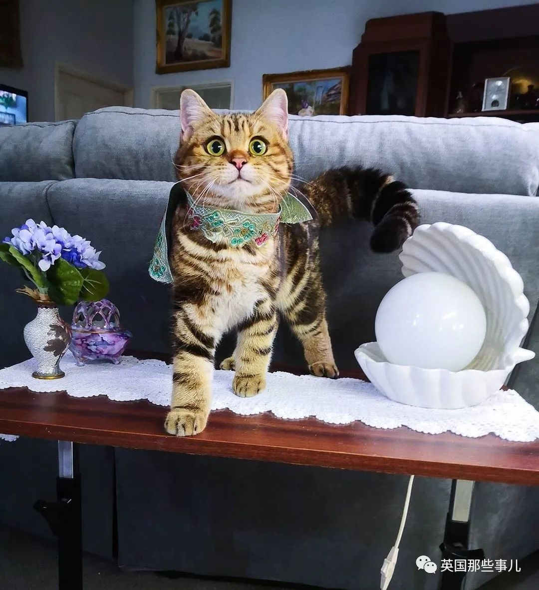 高颜值会笑的橘猫,又可爱又萌萌哒的小橘猫