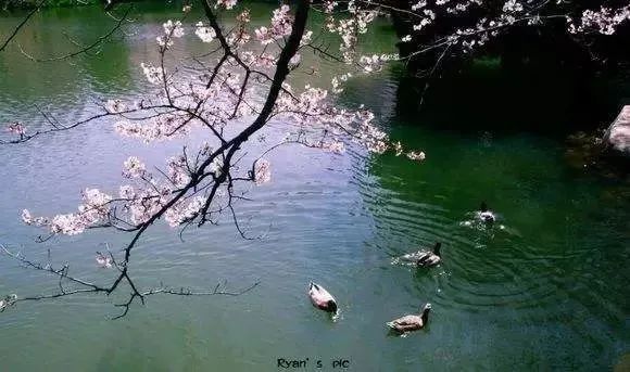 春字飞花令100首必背诗词,春字飞花令诗句大全