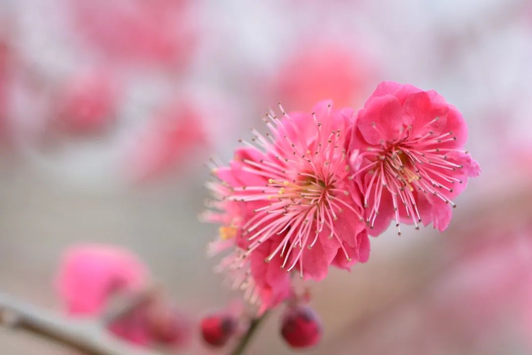 2020春季赏花指南,中国春色,满血复活