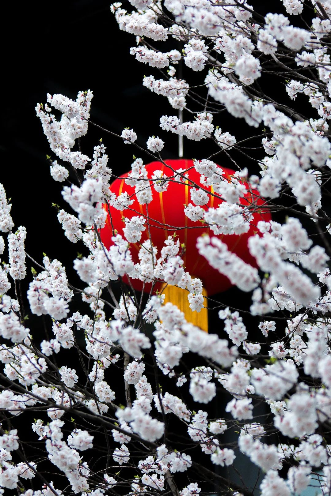 2020春季赏花指南,中国春色,满血复活